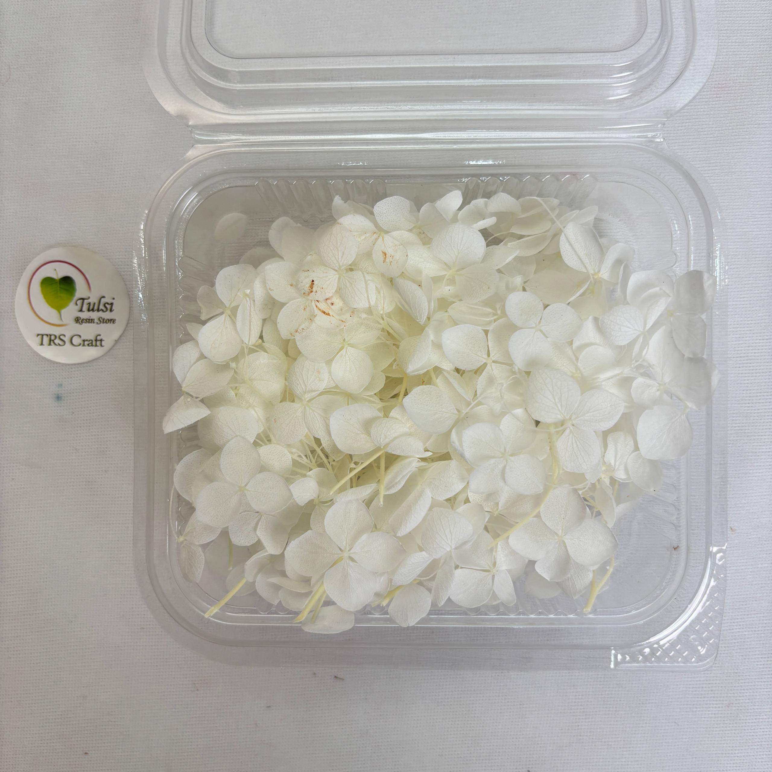 Hydrangea Dry Flower Box - (F)