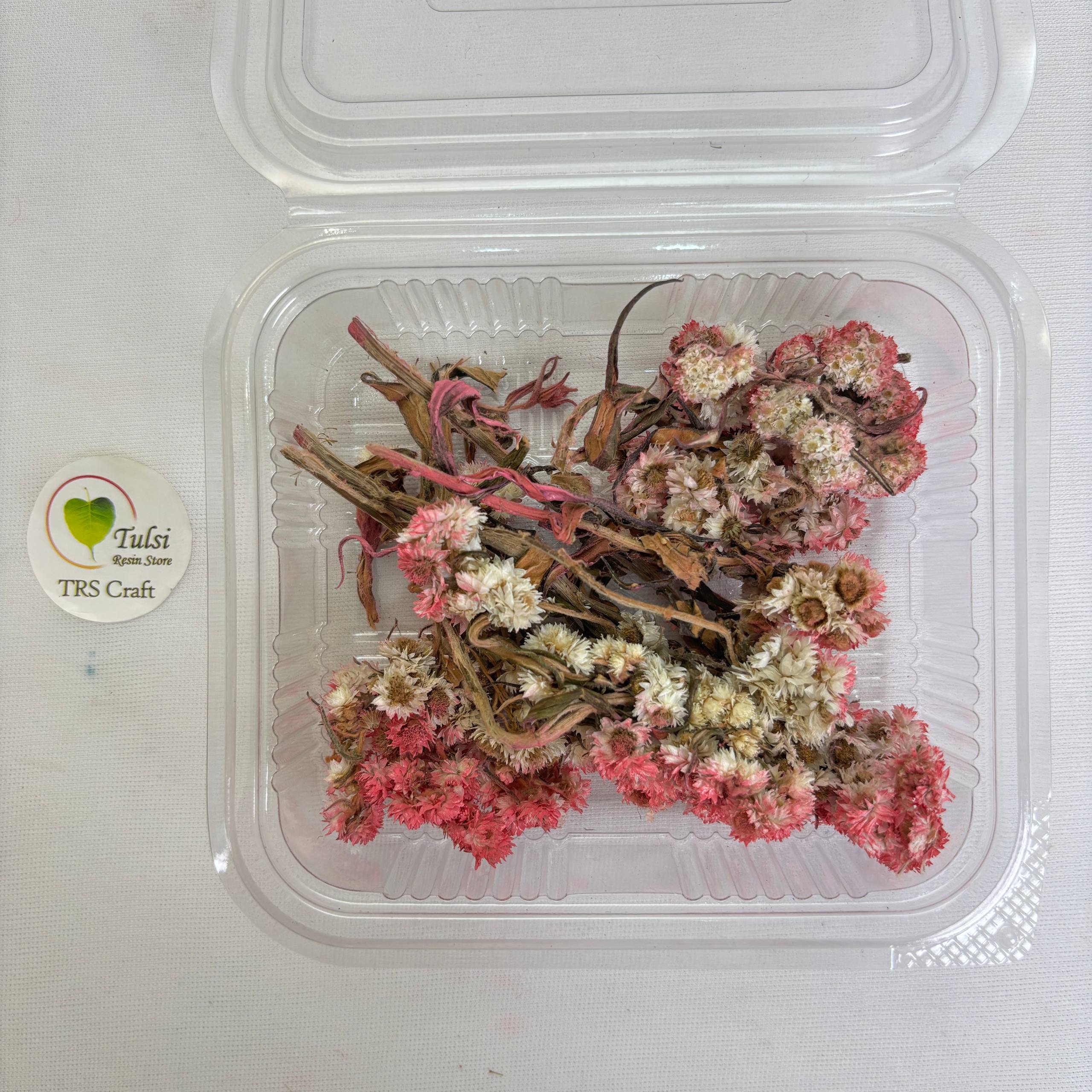 Wild Daisy Dry Flower Box - (G)