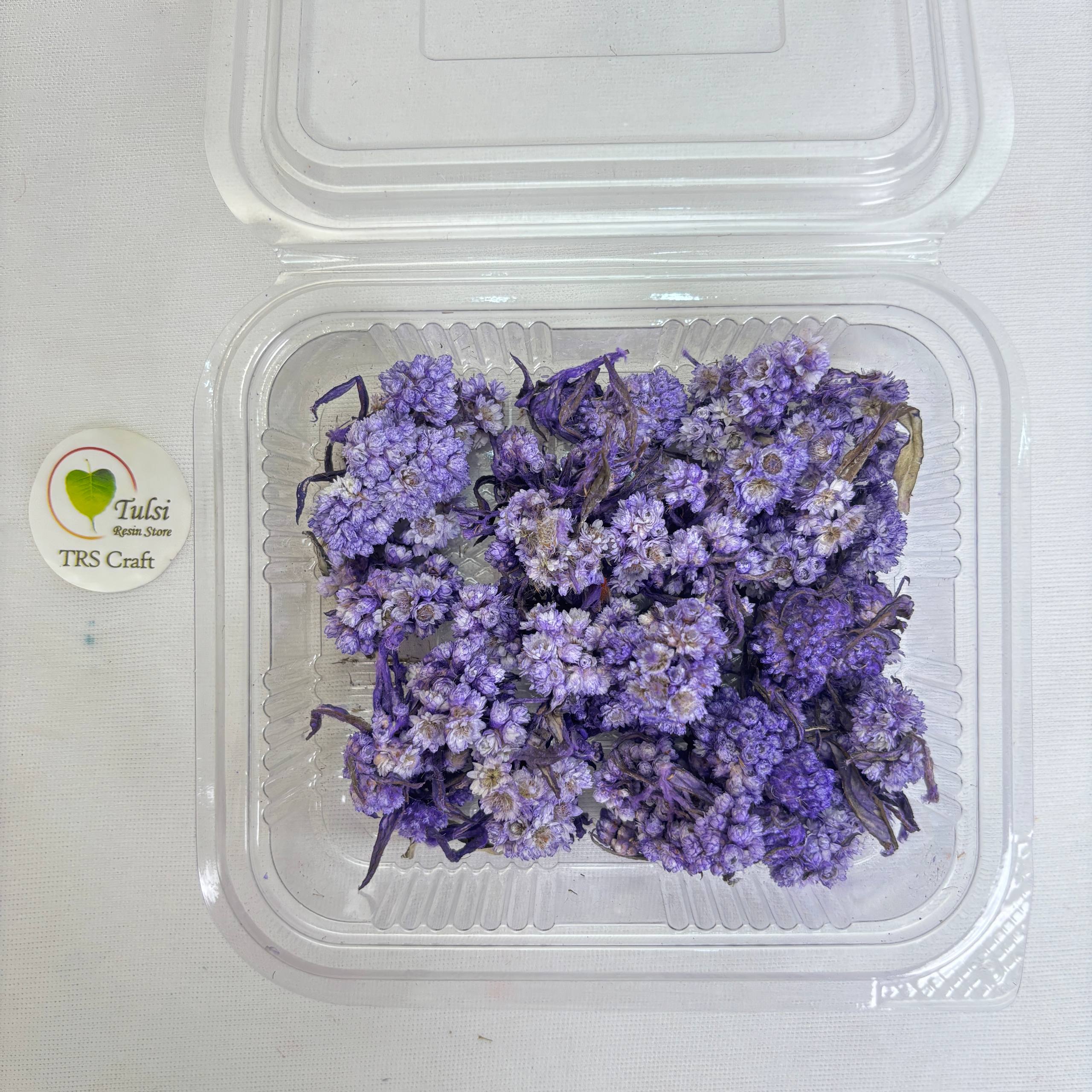 Wild Daisy Dry Flower Box - (C)