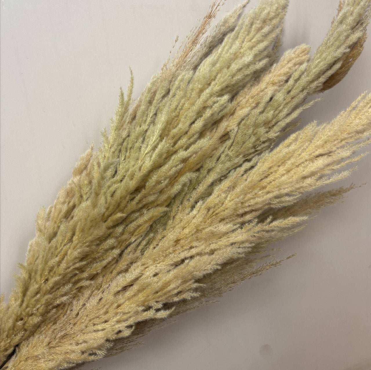 White Pampas Feather Stick (2 Pcs)