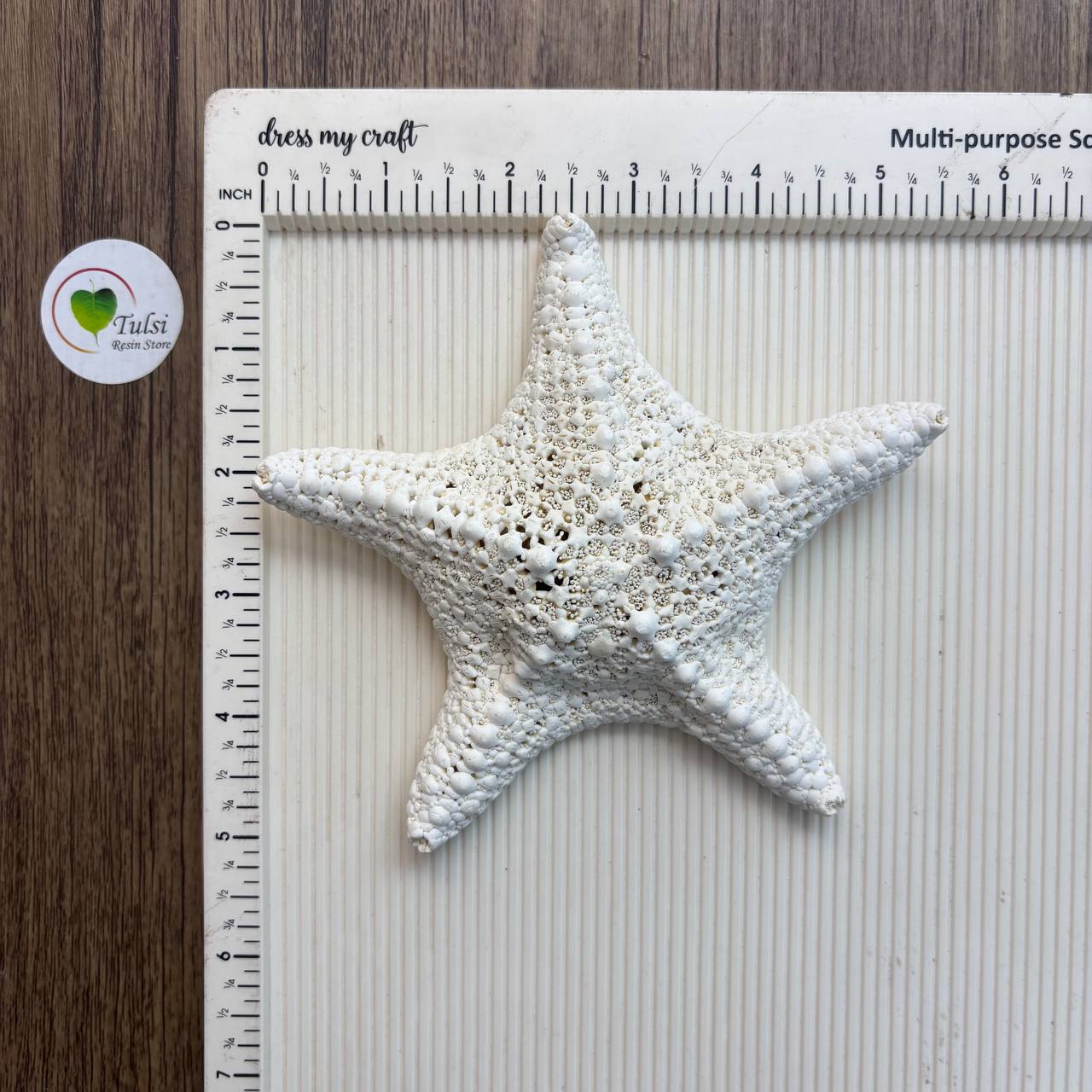 Natural Star Fish - Big