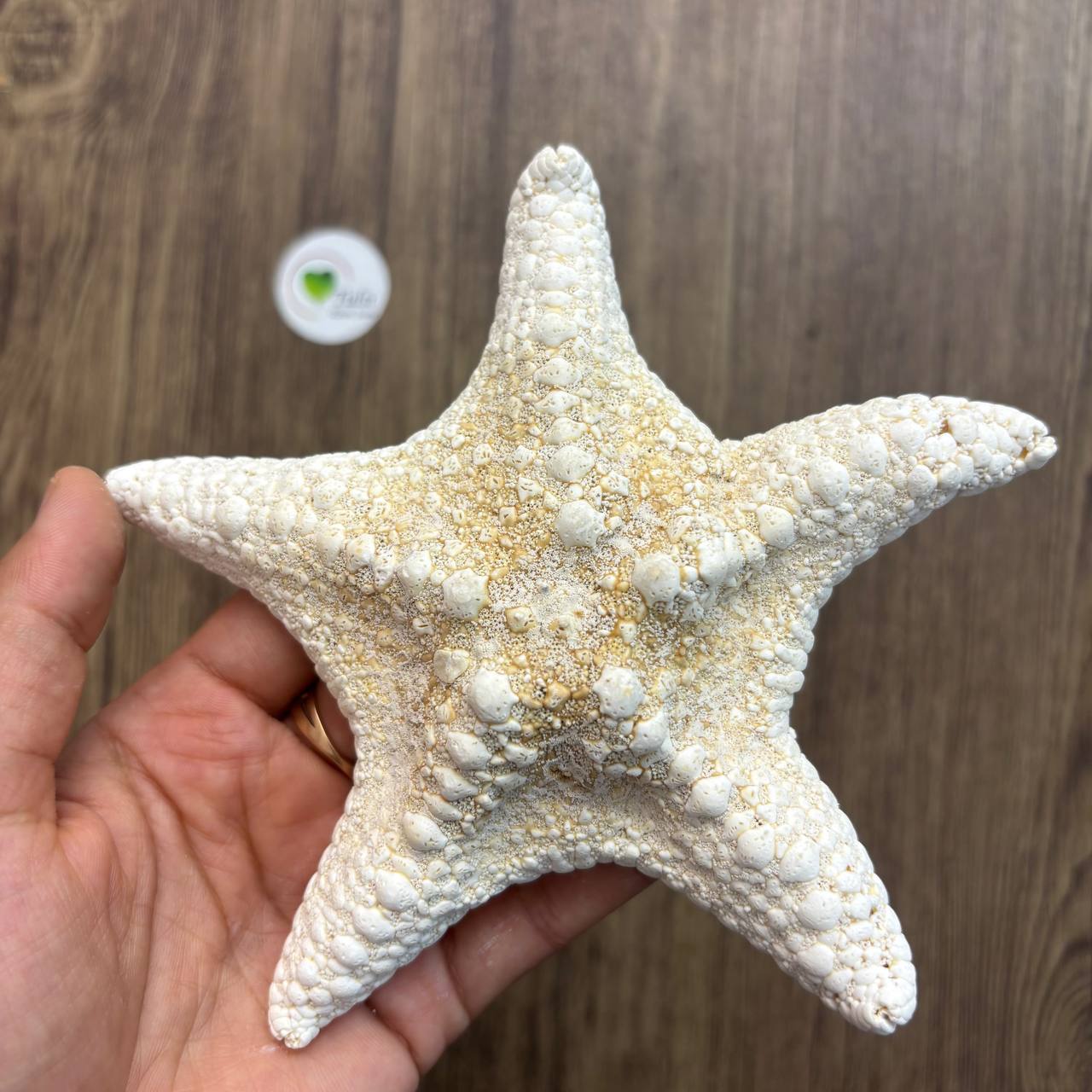 Natural Star Fish - Big