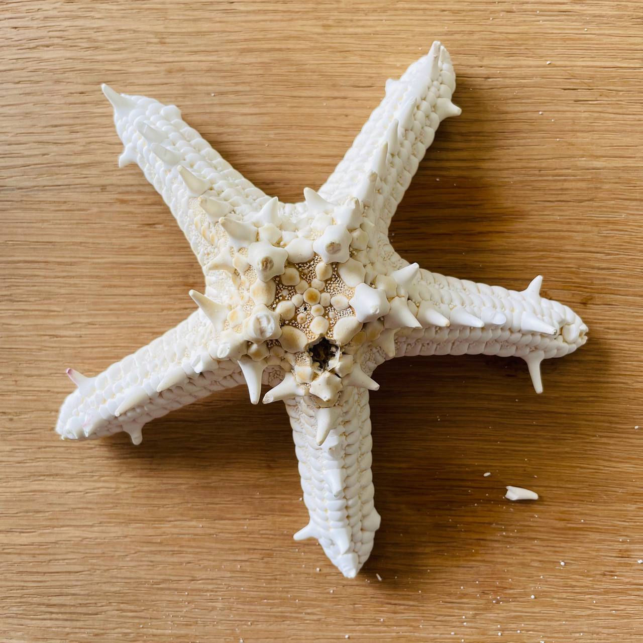 Dishtash / Defective Big Star Fish