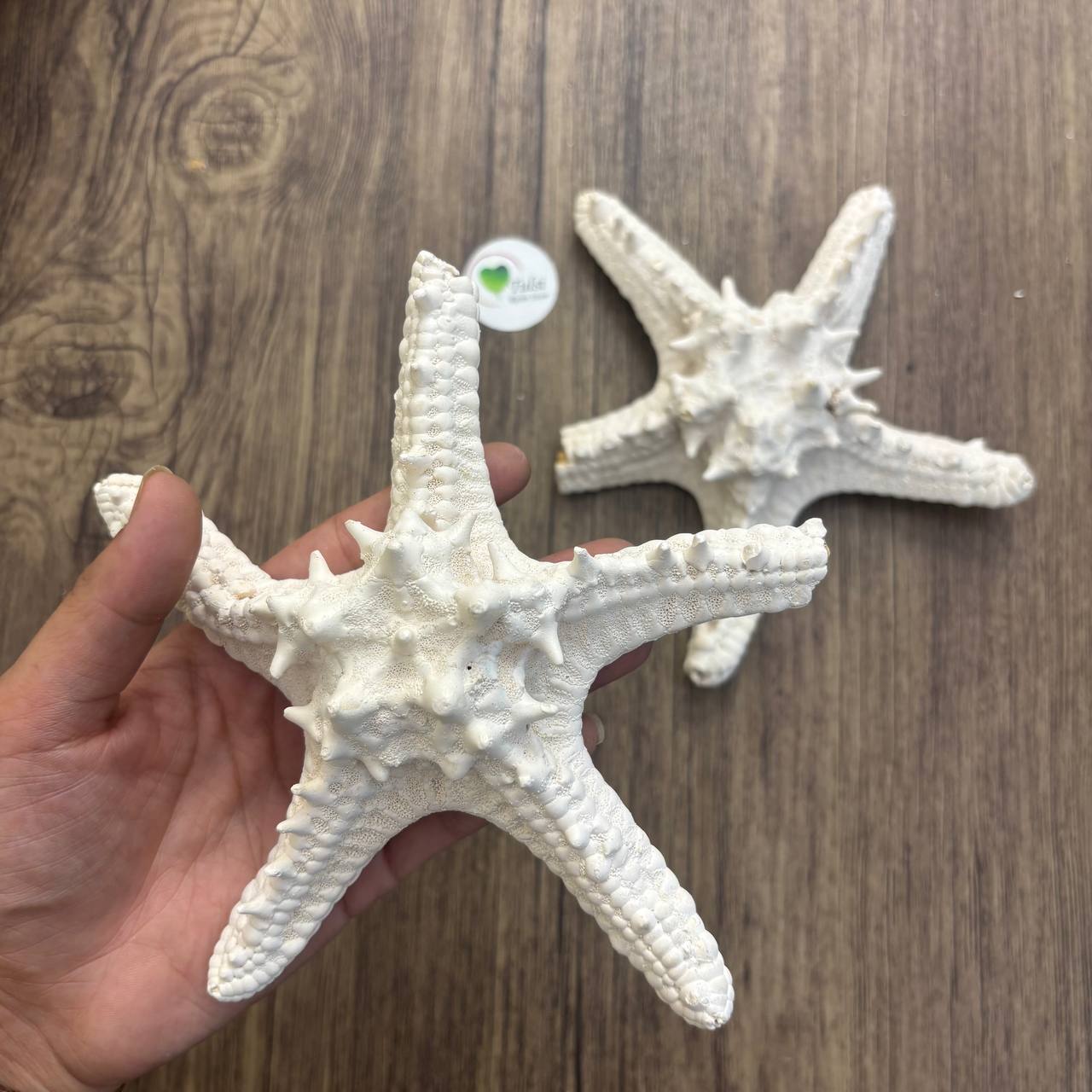 Dishtash / Defective Big Star Fish