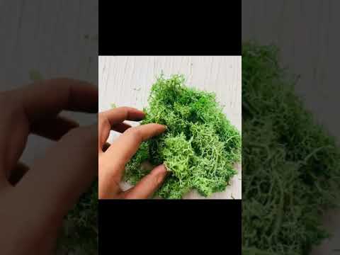 Red Grass