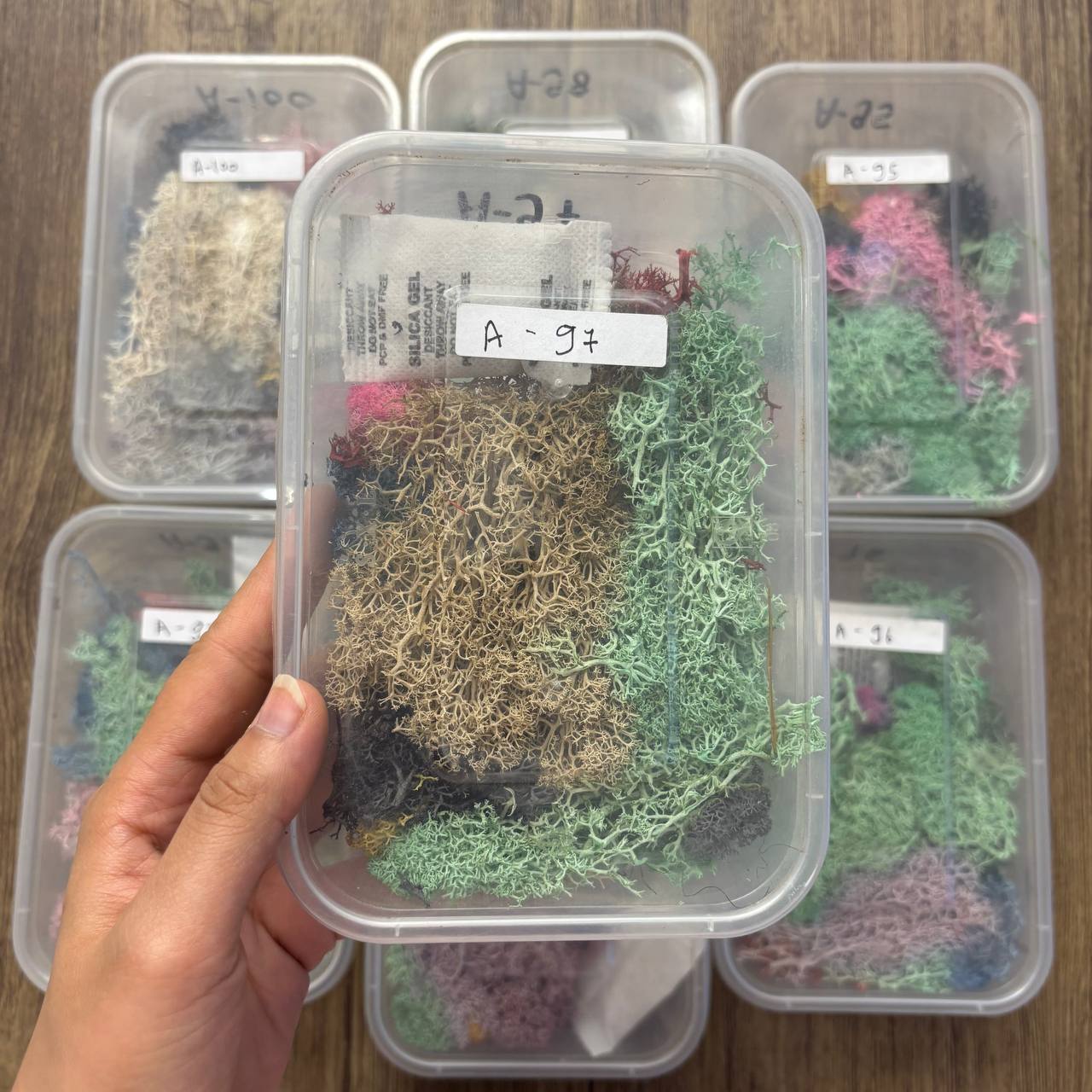Random Sea Grass Box
