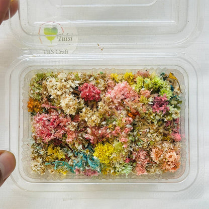 Distash/Defective Himalayan Daisy Dried Flower (2 Box)