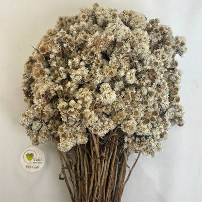 Wild Daisy Dry Flower Box - (A)