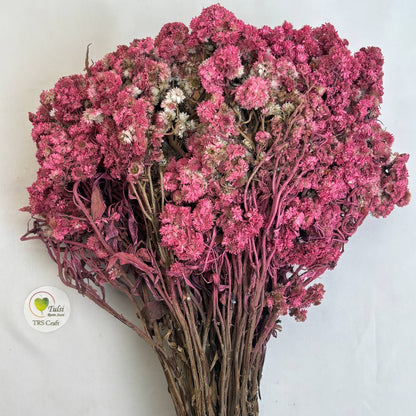 Wild Daisy Dry Flower Box - (G)