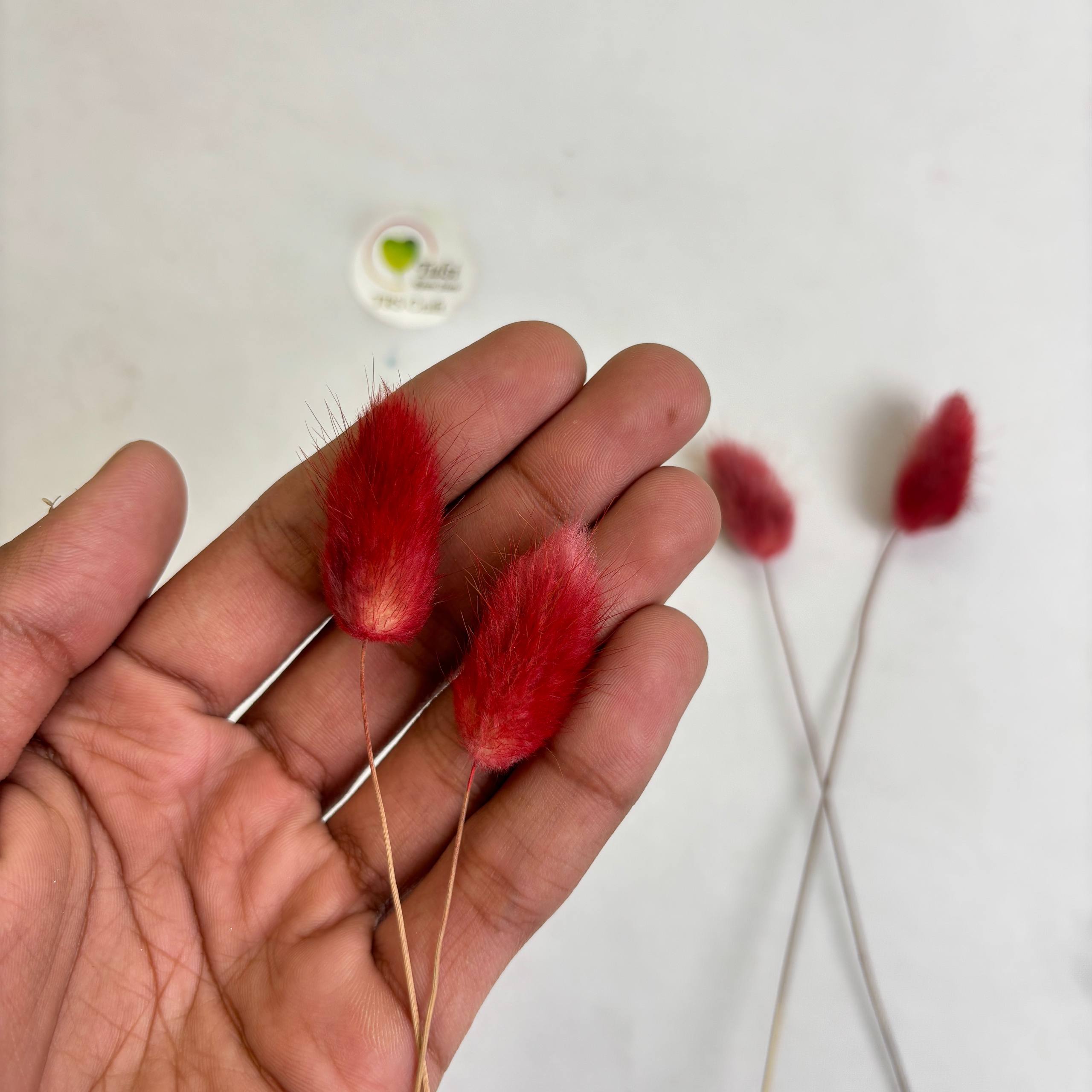 ذيل الأرنب (5 قطع)