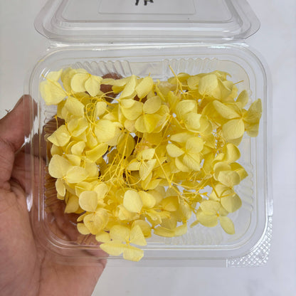 Hydrangea Dry Flower Box - (A)
