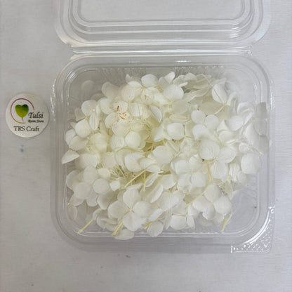 Hydrangea Dry Flower Box - (F)