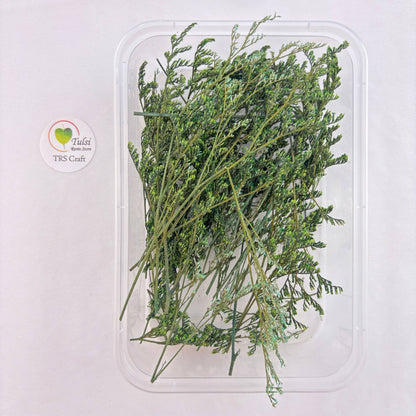 Lover Grass Box - B