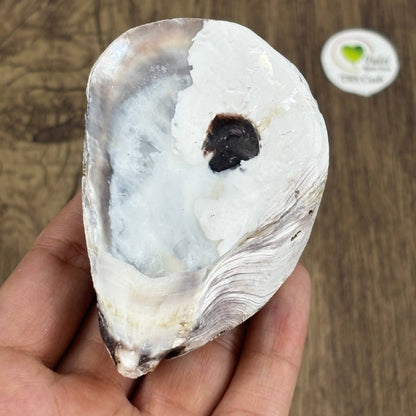 Oyster Shells - Raw