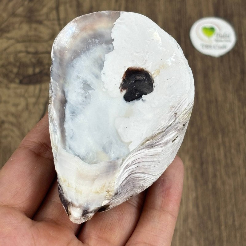 Oyster Shells - Raw