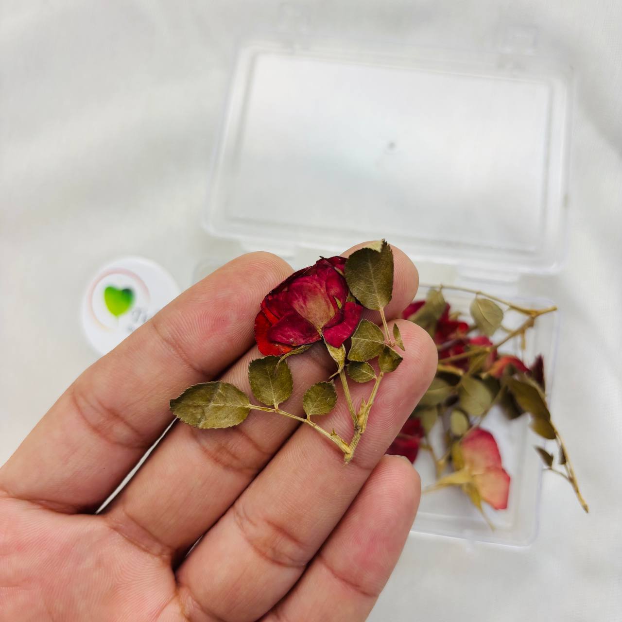 Pressed Dried - Red Rose