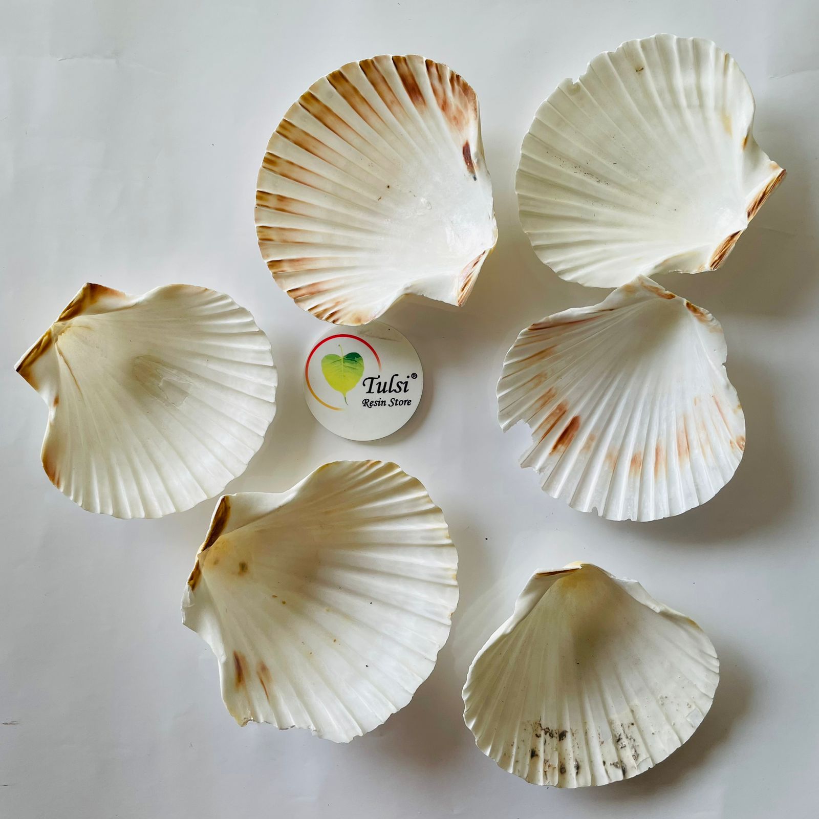 Distash/Defective White Mermaid Shell (2 Pcs)