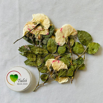 Pressed Dried - White Rose