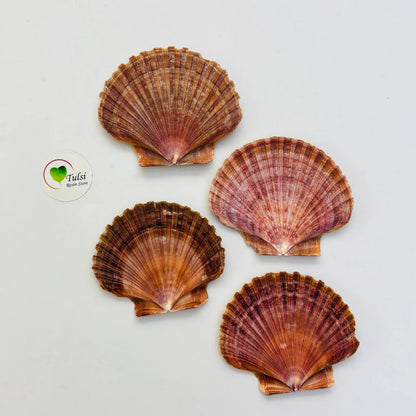 Flat Brown Mermaid Shell (1)