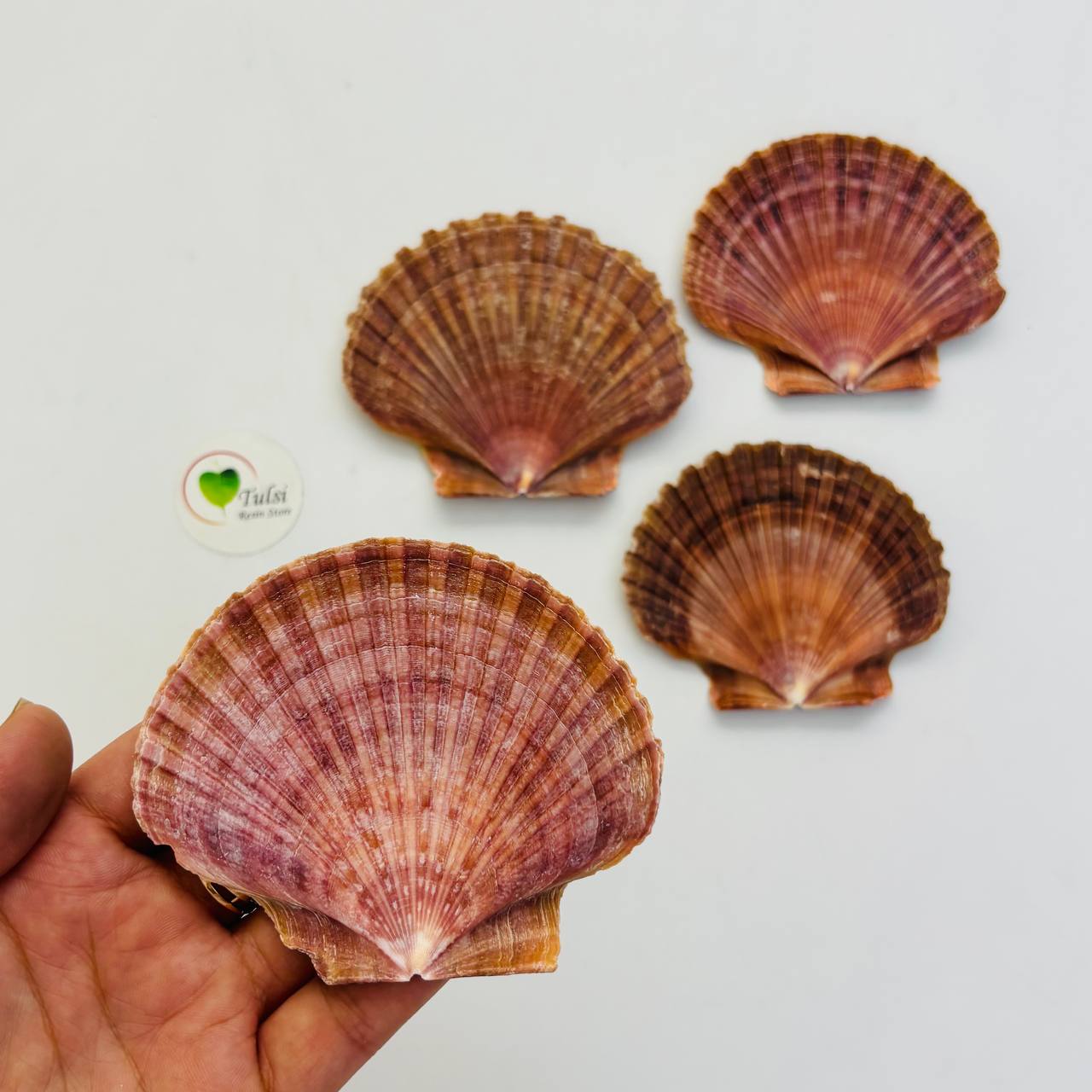 Flat Brown Mermaid Shell (1)