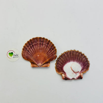 Flat Brown Mermaid Shell (1)