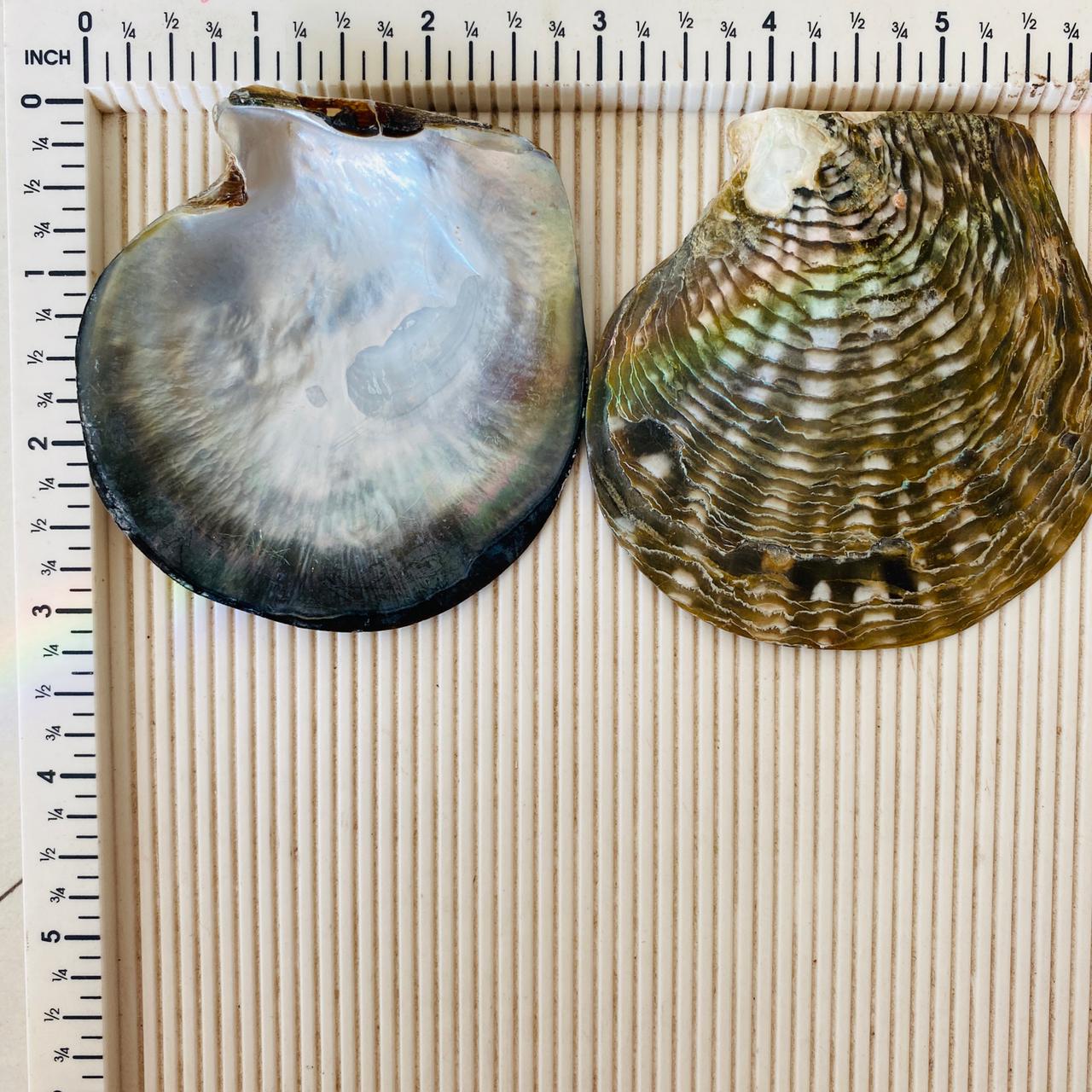  ALIWINER Gold Clam Shell Seashell Bowl Resin Sea Shell Coastal  Clam Decor for Nautical Room Beach Home Gold Decoration: Home & Kitchen