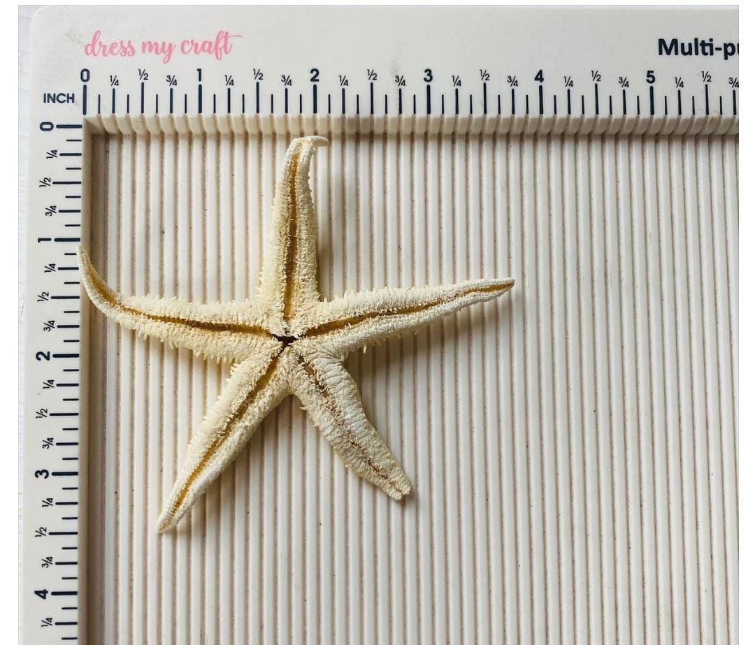 Medium Star Fish