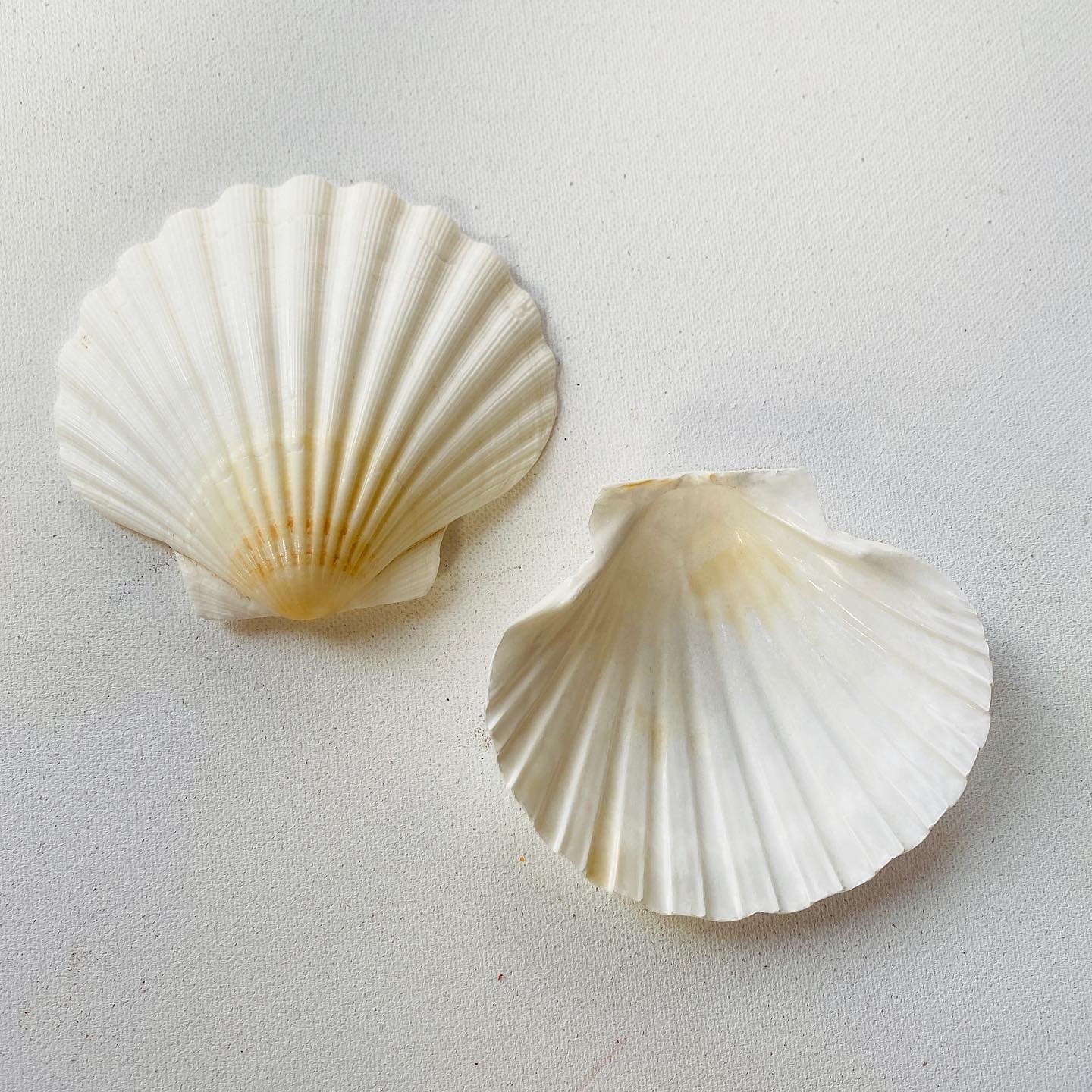 White Mermaid Shell (1)