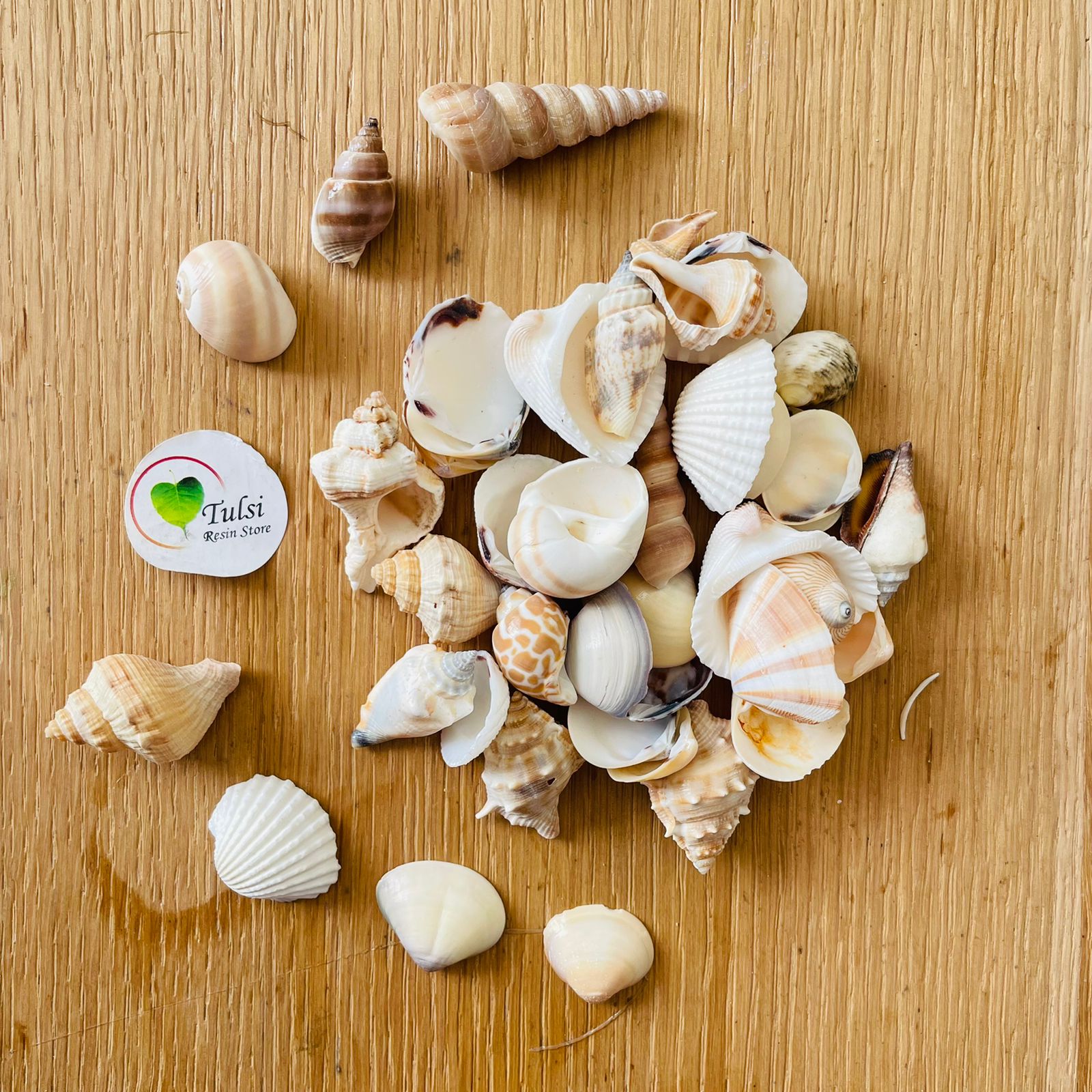 Medium Mix Sea Shell